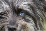Bletta: Harlekin mit Blauauge