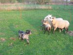 Bletta und die Schafe