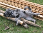 Bletta ist s