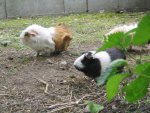 Guinea Pigs Meerschweinchen